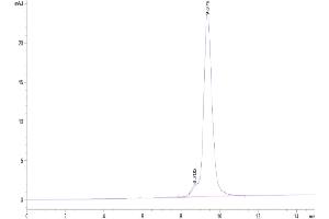 The purity of Cynomolgus/Rhesus macaque CD47 is greater than 95 % as determined by SEC-HPLC.