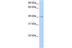 anti-LOC641765 antibody