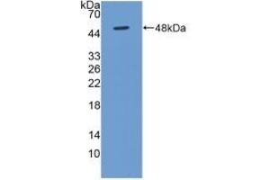 Detection of Recombinant BMP4, Human using Polyclonal Antibody to Bone Morphogenetic Protein 4 (BMP4) (BMP4 anticorps  (AA 22-408))