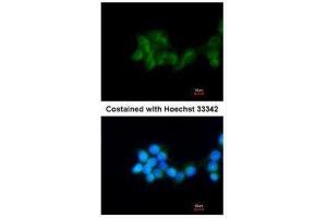 ICC/IF Image Immunofluorescence analysis of methanol-fixed HepG2, using BHMT, antibody at 1:200 dilution. (BHMT anticorps)