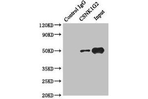 Immunoprecipitating CSNK1G2 in Hela whole cell lysate Lane 1: Rabbit control IgG instead of (1 μg) instead of ABIN7146876 in Hela whole cell lysate.