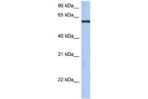 Western Blotting (WB) image for anti-Tripartite Motif Containing 22 (TRIM22) antibody (ABIN2460132) (TRIM22 anticorps)