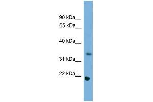 WB Suggested Anti-Sohlh1 Antibody Titration:  0. (SOHLH1 anticorps  (Middle Region))
