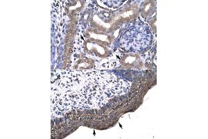 Immunohistochemical staining (Formalin-fixed paraffin-embedded sections) of (A) human kidney and (B) human spermatophore tissues with KIN polyclonal antibody .