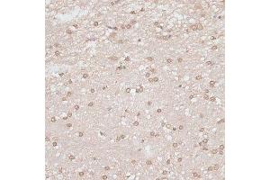 Immunohistochemistry of paraffin-embedded rat brain using GPKOW antibody.