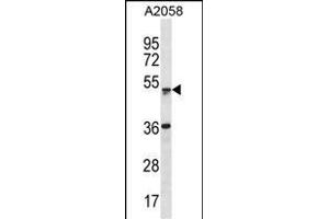 ZSCAN21 Antibody (Center) (ABIN1882042 and ABIN2838688) western blot analysis in  cell line lysates (35 μg/lane). (ZSCAN21 anticorps  (AA 241-270))