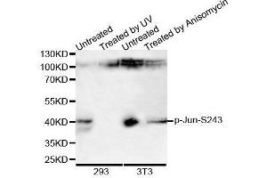 Western Blotting (WB) image for anti-Jun Proto-Oncogene (JUN) (pSer243) antibody (ABIN3023577)