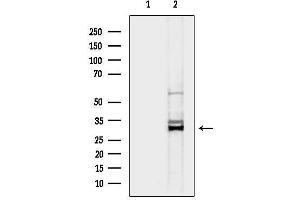 Western blot analysis of lysates from mouse liver tissue, using HO-1 Mouse Monoclonal Antibody.