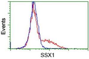 Image no. 2 for anti-Synovial Sarcoma, X Breakpoint 1 (SSX1) antibody (ABIN1501159) (SSX1 anticorps)
