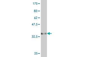 Western Blot detection against Immunogen (33.