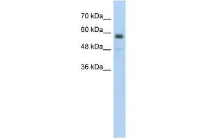 C9ORF127 antibody used at 5 ug/ml to detect target protein. (TMEM8B anticorps  (Middle Region))