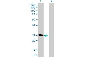 Western Blot analysis of BCAP29 expression in transfected 293T cell line by BCAP29 MaxPab polyclonal antibody. (BCAP29 anticorps  (AA 1-241))