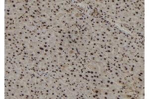 ABIN6267186 at 1/100 staining Mouse liver tissue by IHC-P. (SSH3 anticorps  (pSer37))