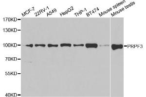 Western blot analysis of extracts of various cell lines, using PRPF3 antibody (ABIN5973192) at 1/1000 dilution. (PRPF3 anticorps)