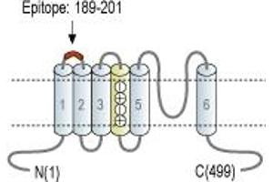 Representative domain view of the target of ABIN7885294.