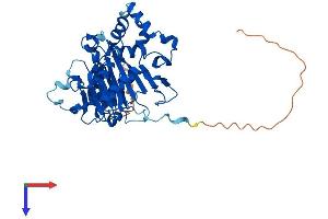 AlphaFold protein structure predicition of Mouse Recombinant Alkbh1 Protein, UniprotID P0CB42
