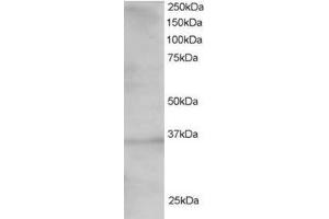 Image no. 1 for anti-Transcription Factor 19 (TCF19) (C-Term) antibody (ABIN374353) (TCF19 anticorps  (C-Term))
