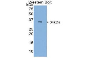 Western Blotting (WB) image for anti-C2 Calcium-Dependent Domain Containing 3 (C2CD3) (AA 2051-2323) antibody (ABIN1858187) (C2CD3 anticorps  (AA 2051-2323))