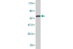 Western Blot detection against Immunogen (75.