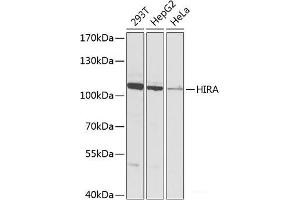 Western blot analysis of extracts of various cell lines using HIRA Polyclonal Antibody at dilution of 1:1000.