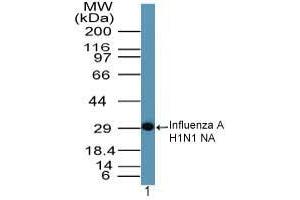 Image no. 1 for anti-Influenza A Virus Neuraminidase antibody (Influenza A Virus H1N1) (AA 320-334) (ABIN960230) (Influenza A Virus Neuraminidase anticorps  (AA 320-334))