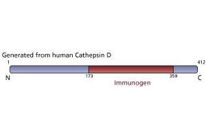 Image no. 2 for anti-Cathepsin D (CTSD) antibody (ABIN968184) (Cathepsin D anticorps)