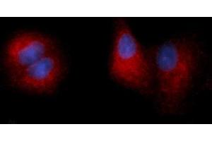 Immunofluorescence (IF) image for anti-Carboxypeptidase E (CPE) (AA 43-476) antibody (PE) (ABIN5565197) (CPE anticorps  (AA 43-476) (PE))