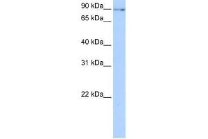 NUFIP2 antibody used at 0. (NUFIP2 anticorps  (N-Term))
