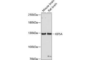 Western blot analysis of extracts of various cell lines, using KIF5A antibody (ABIN1680589, ABIN3017664, ABIN3017665 and ABIN6220202) at 1:1000 dilution. (KIF5A anticorps  (AA 933-1032))