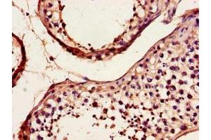 Immunohistochemistry of paraffin-embedded human testis tissue using ABIN7149322 at dilution of 1:100