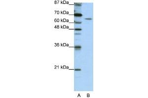 WB Suggested Anti-STAU1 Antibody Titration:  1. (STAU1/Staufen anticorps  (N-Term))