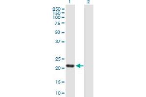 Western Blot analysis of SENP8 expression in transfected 293T cell line by SENP8 MaxPab polyclonal antibody.