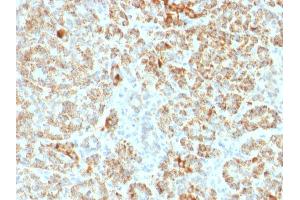 Formalin-fixed, paraffin-embedded human Pancreas stained with Frataxin Mouse Monoclonal Antibody (FXN/2124).