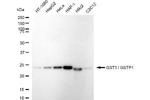 Western blotting analysis using GST3 / GSTP1 antibody (ABIN7798758). (Recombinant GSTP1 anticorps)