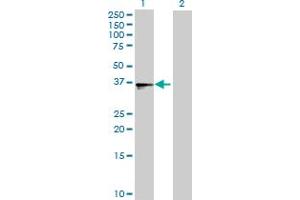 Western Blot analysis of B3GALT4 expression in transfected 293T cell line by B3GALT4 MaxPab polyclonal antibody.