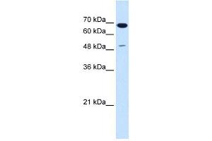 SILV antibody used at 1.