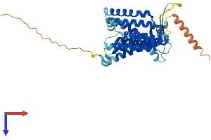 AlphaFold protein structure predicition of Human Recombinant HM13 Protein, UniprotID Q8TCT9