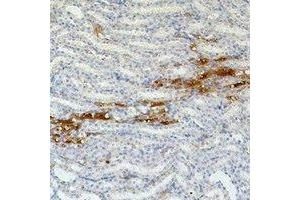 Immunohistochemical analysis of Fibronectin staining in mouse kidney formalin fixed paraffin embedded tissue section. (Fibronectin anticorps)