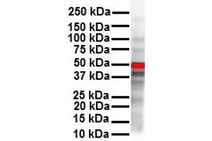 WB Suggested Anti-CCND1 antibody Titration: 1 ug/mL Sample Type: Human SH-SY5Y