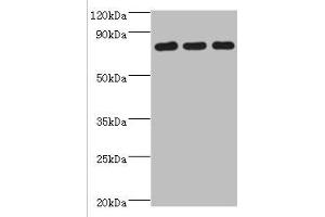 Western blot All lanes: CXXC-type zinc finger protein 1 antibody at 2 μg/mL Lane 1: THP-1 whole cell lysate Lane 2: Mouse liver tissue Lane 2: Mouse spleen tissue Secondary Goat polyclonal to rabbit IgG at 1/10000 dilution Predicted band size: 76, 77 kDa Observed band size: 76 kDa (CXXC1 anticorps  (AA 1-210))