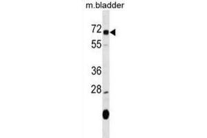 Western Blotting (WB) image for anti-Oxidative Stress Induced Growth Inhibitor 1 (OSGIN1) antibody (ABIN2999904) (OSGIN1 anticorps)