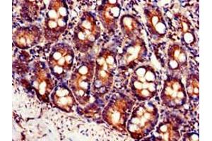 Immunohistochemistry of paraffin-embedded human small intestine tissue using ABIN7175937 at dilution of 1:100 (SLC7A6 anticorps  (AA 473-515))