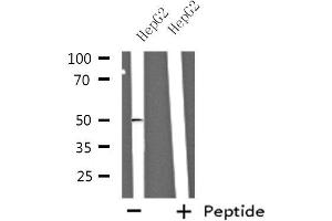 Western blot analysis of extracts from HepG2 cells using NBPF7 antibody. (NBPF7 anticorps  (C-Term))