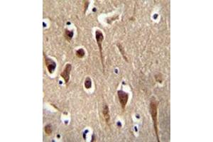 Immunohistochemistry analysis in formalin fixed and paraffin embedded human brain tissue reacted with FBXO39 Antibody (C-term) followed by peroxidase conjugation of the secondary antibody and DAB staining. (FBXO39 anticorps  (C-Term))