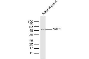 Mouse adrenal Gland lysates probed with NAB2 Polyclonal Antibody, Unconjugated  at 1:300 dilution and 4˚C overnight incubation. (NAB2 anticorps  (AA 221-320))