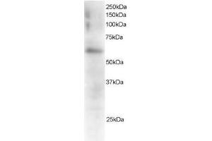 Image no. 1 for anti-Gardner-Rasheed Feline Sarcoma Viral (V-Fgr) Oncogene Homolog (FGR) (C-Term) antibody (ABIN374126) (Fgr anticorps  (C-Term))