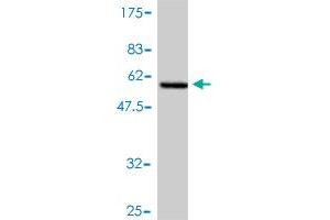 Western Blot detection against Immunogen (55.