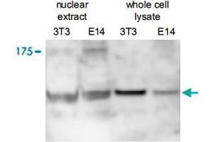 Western blot was performed on nuclear extracts and whole cell lysates from mousefibroblasts (NIH/3T3) and embryonic stem cells (E14Tg2a) with Ctr9 polyclonal antibody , diluted 1 : 500 in BSA/PBS-Tween. (CTR9 anticorps)