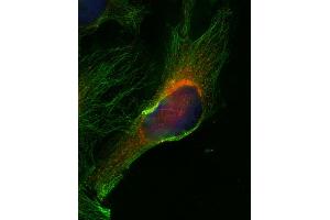Indirect immunofluorescence on HELA cells (dilution 1 : 500; red) in combination with anti-α-tubulin (cat. (VAMP8 anticorps  (Cytoplasmic Domain))