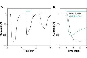 MmTx1 Toxin peptide